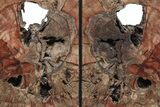 Tall, Colorful Petrified Wood Bookends - Arizona #233259-2